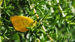 キチョウも興奮