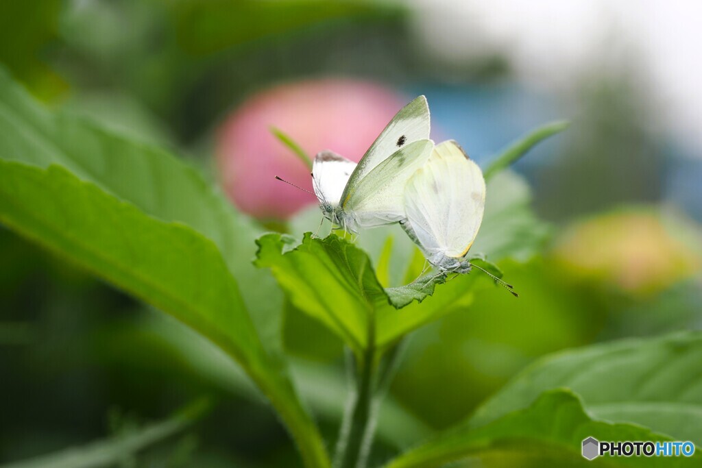 紫陽花の前で飛べなくなった蝶
