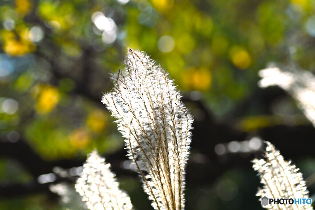 向島百花園～xiv