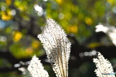 向島百花園～xiv