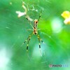 蝶の里公園～xiii