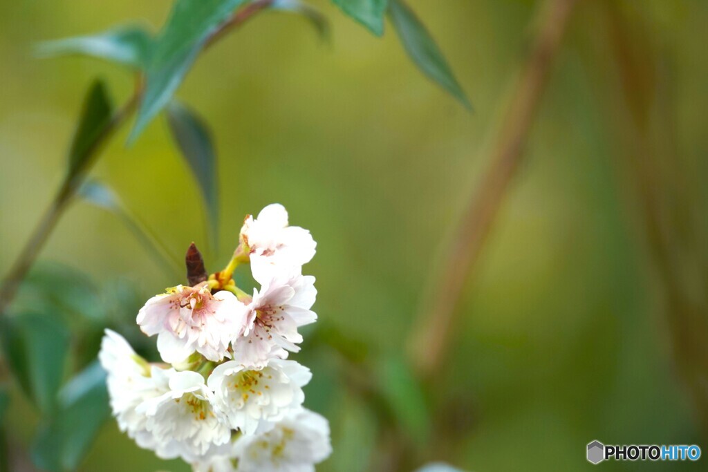 冬桜、子福桜