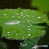 雨中の大賀蓮～Ⅵ