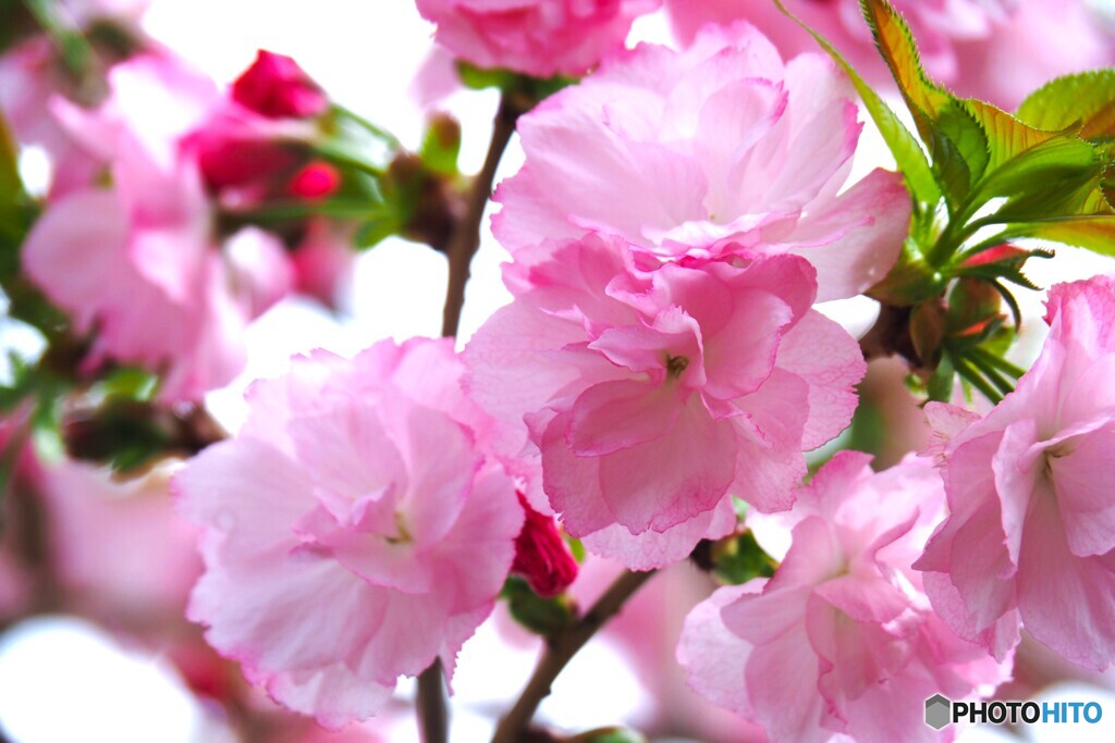 卯月の桜～ⅷ