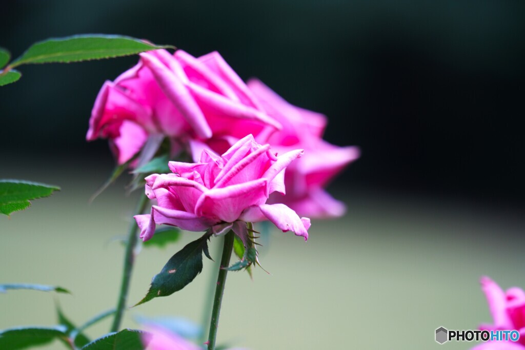 旧古川庭園の秋薔薇～ⅹ