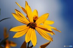 菊芋に蜂