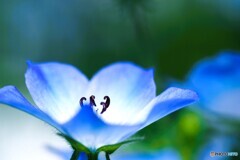 ぞっこん～ⅲ