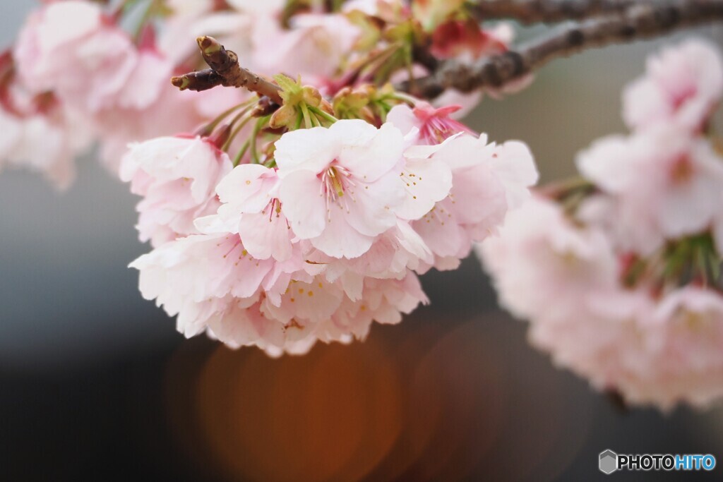 弥生の桜～xxix