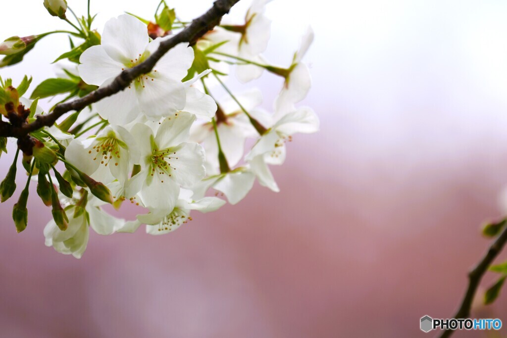 大島と彼岸桜