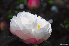 ひたむきさ