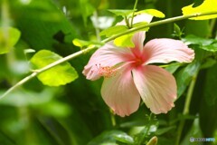 夏の生物園～⑨