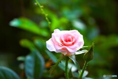 また咲く花