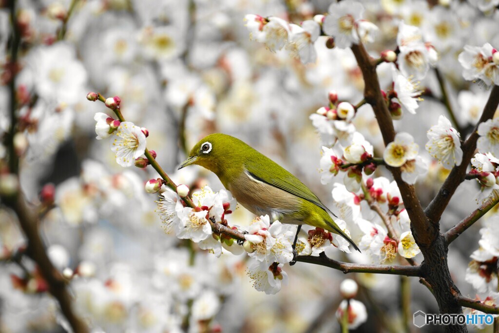 ウメジロー尽くし～①