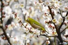 ウメジロー尽くし～①