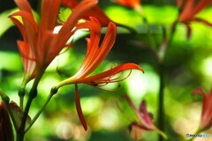 赤城自然園～⑨