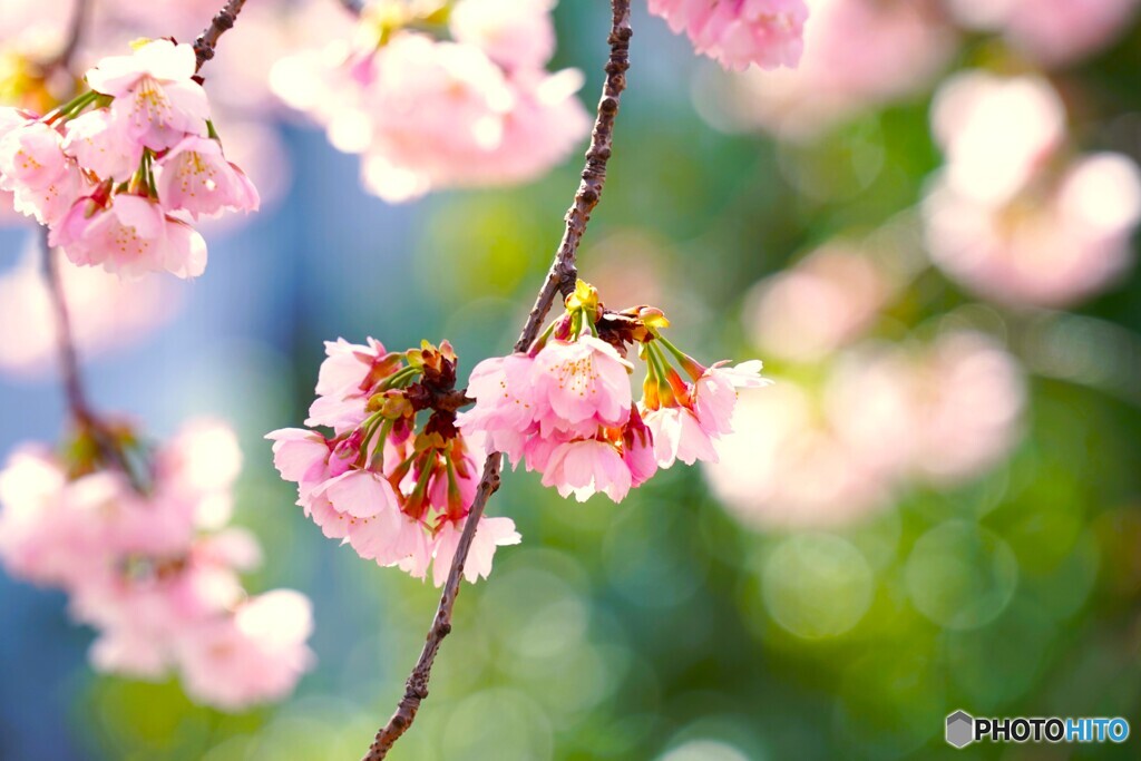 汐入大寒桜～ⅲ