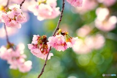汐入大寒桜～ⅲ