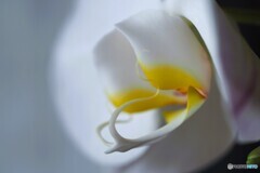 幸福が飛んでくる～ⅳ