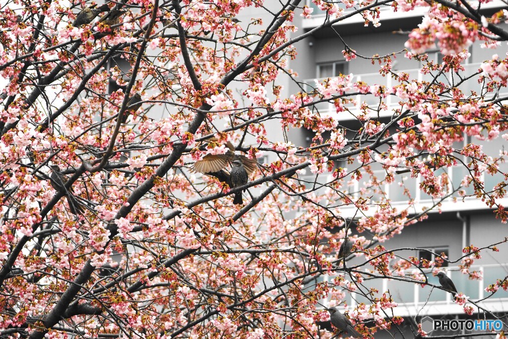 桜通り～ⅲ
