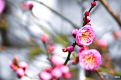 氏神様の春の兆し～ⅱ