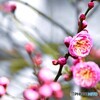 氏神様の春の兆し～ⅱ