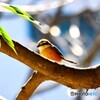 百舌鳥