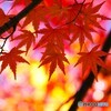 残紅彩～ⅲ