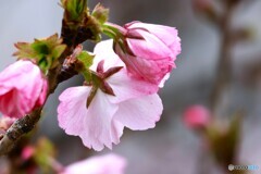 汐入八重紫～ⅰ