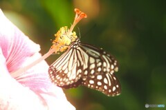 冬の生物園２０２５～ⅱ