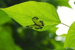 夏の生物園～⑧