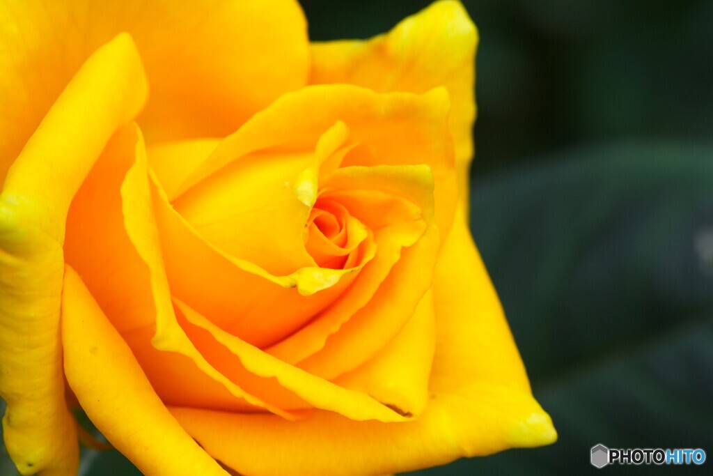 旧古川庭園の秋薔薇～ⅸ