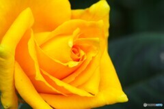 旧古川庭園の秋薔薇～ⅸ