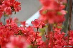 節度の愛