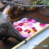 ダリア綾なす秋の園～xxiii