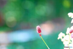 赤城自然園～⑲