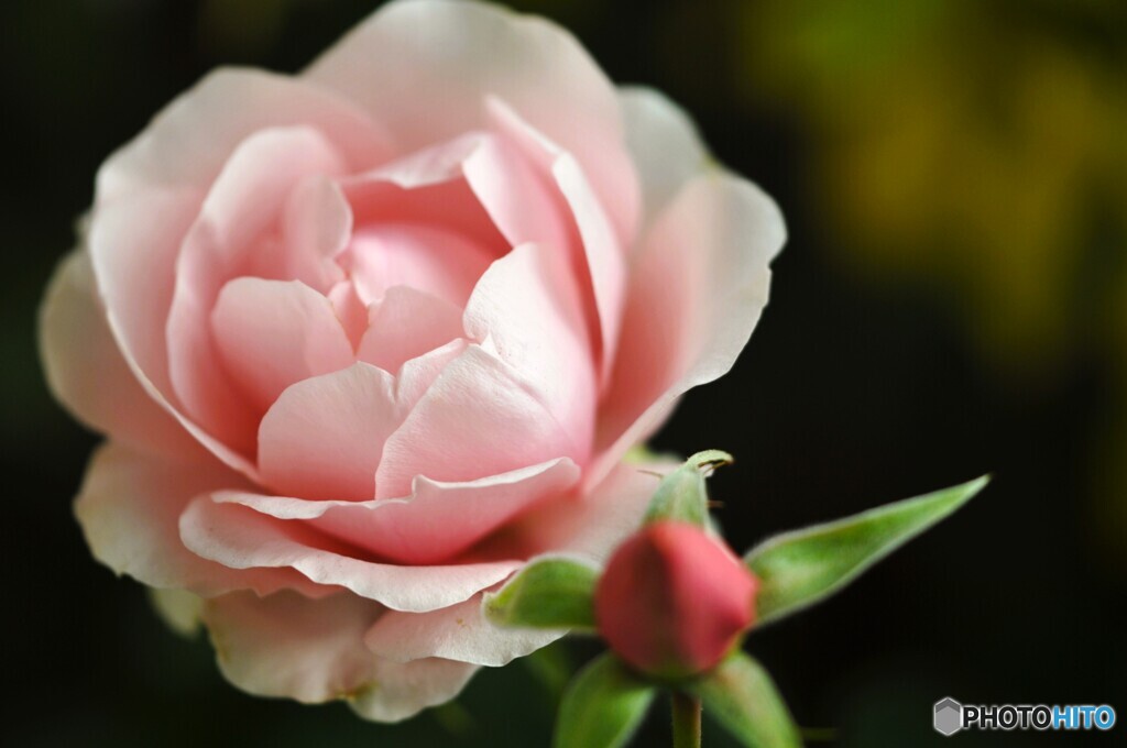 ＷＩＮＴＥＲ・ＲＯＳＥ