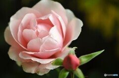 ＷＩＮＴＥＲ・ＲＯＳＥ