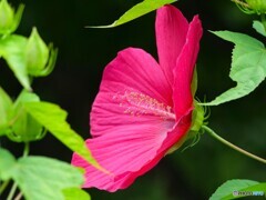 タイタンの紅