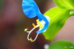 葉月のつゆ草