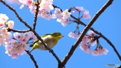 汐入サクジロー⑥