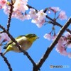 汐入サクジロー⑥