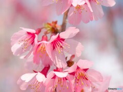 弥生の桜～xxvi