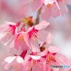 弥生の桜～xxvi
