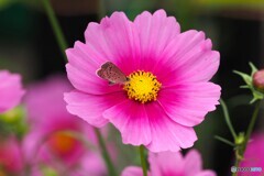 ピンクの秋桜と蝶