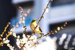 ウメジロー～ⅰ