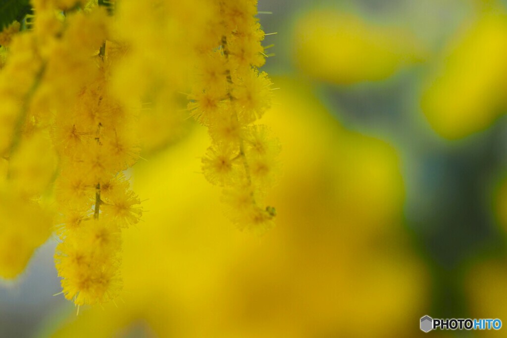 密かな恋 by 44katu (ID:13382226) - 写真共有サイト:PHOTOHITO