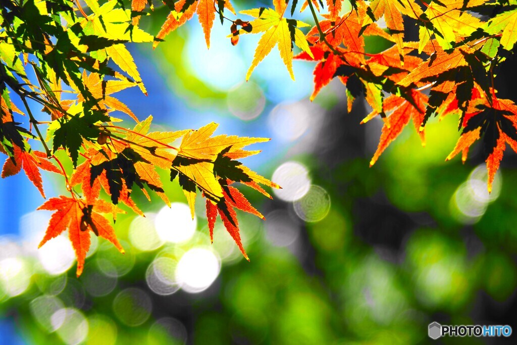 紅葉半ば