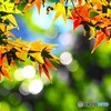 紅葉半ば