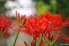 満開、彼岸花～ⅶ