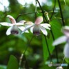 御岳山森の妖精～ⅵ
